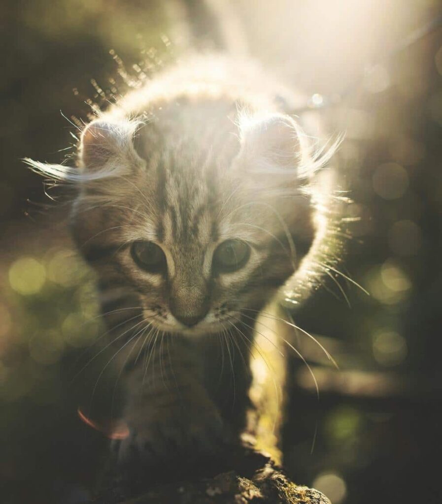 American Curl killing - med krøllede ører i sollys