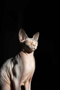 Sphynx kat