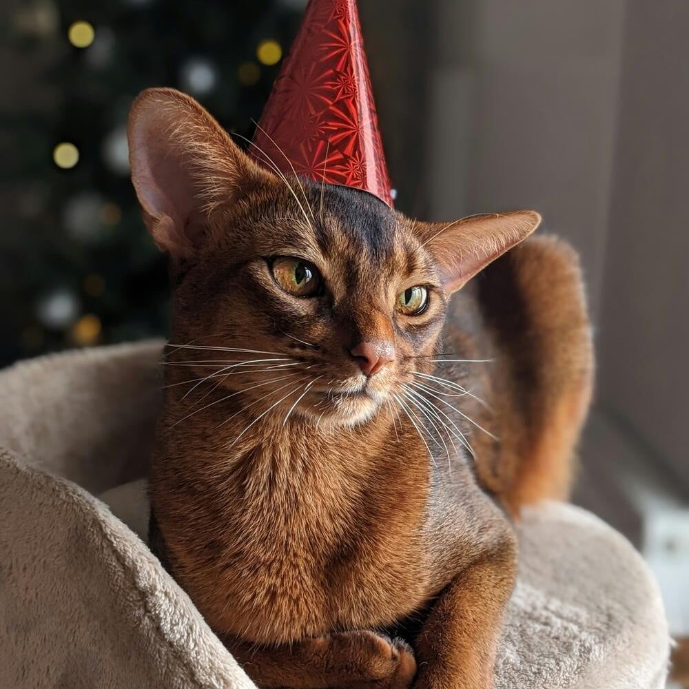 Abyssinier katterace - sollys med gyldenbrun pels