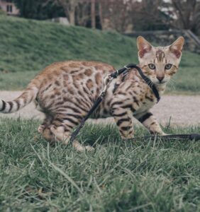 Bengal Kat