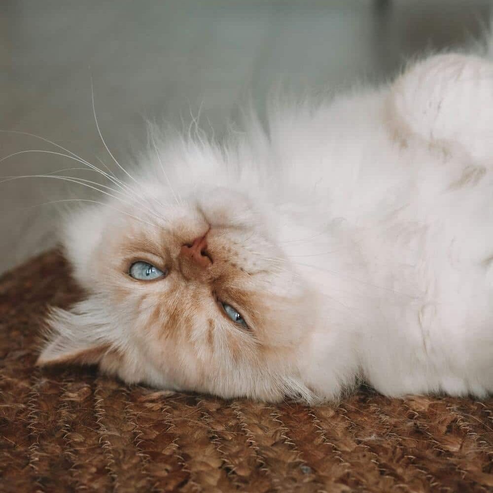 British longhair racebeskrivelse - hvid pels med blå øjne