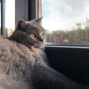 Chartreux kat