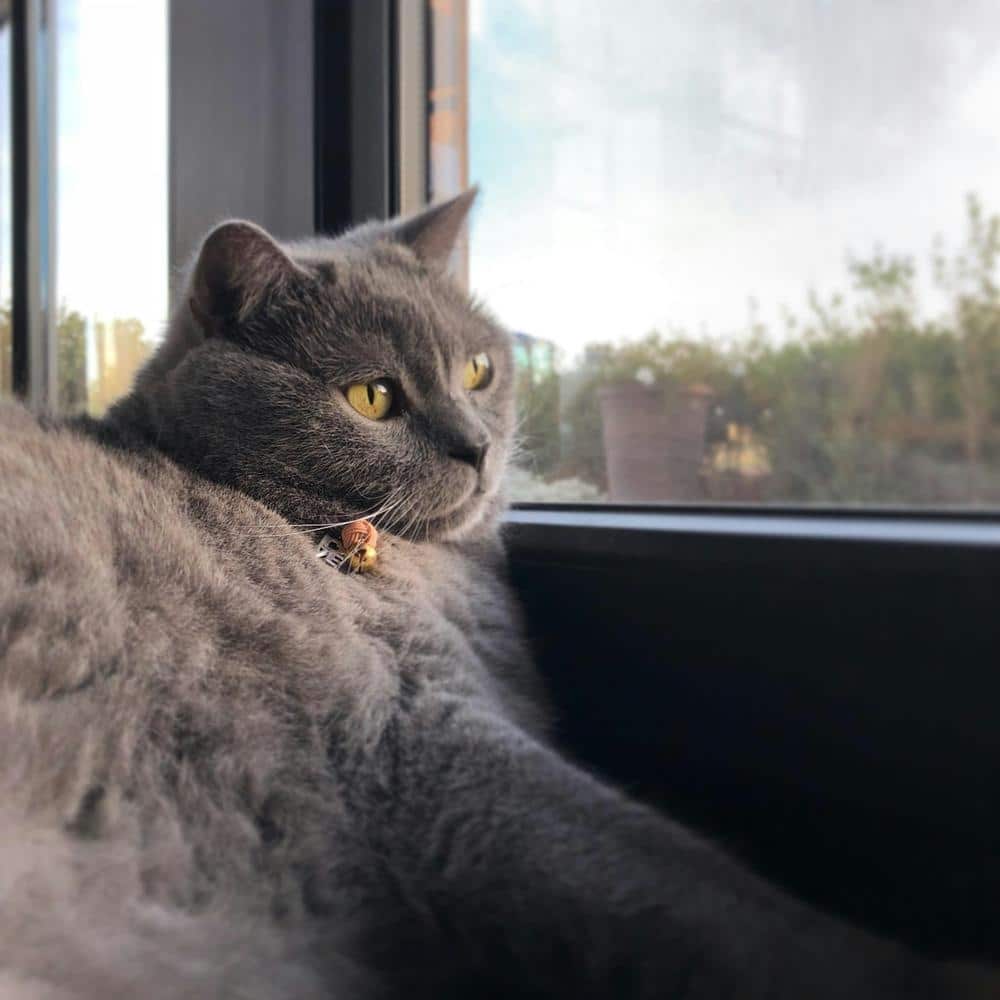 Chartreux kat