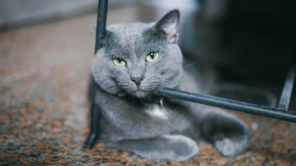 Russian Blue med sølvgrå pels og grønne øjne