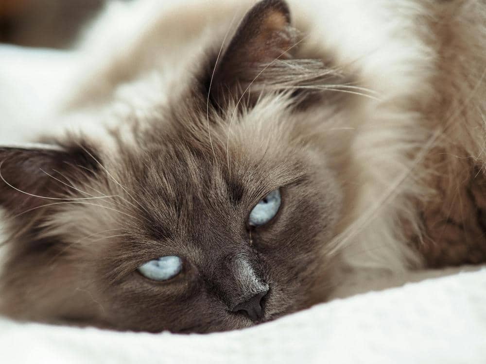 Balineser katterace - afslappet med mørk og hvid pels med blå øjne