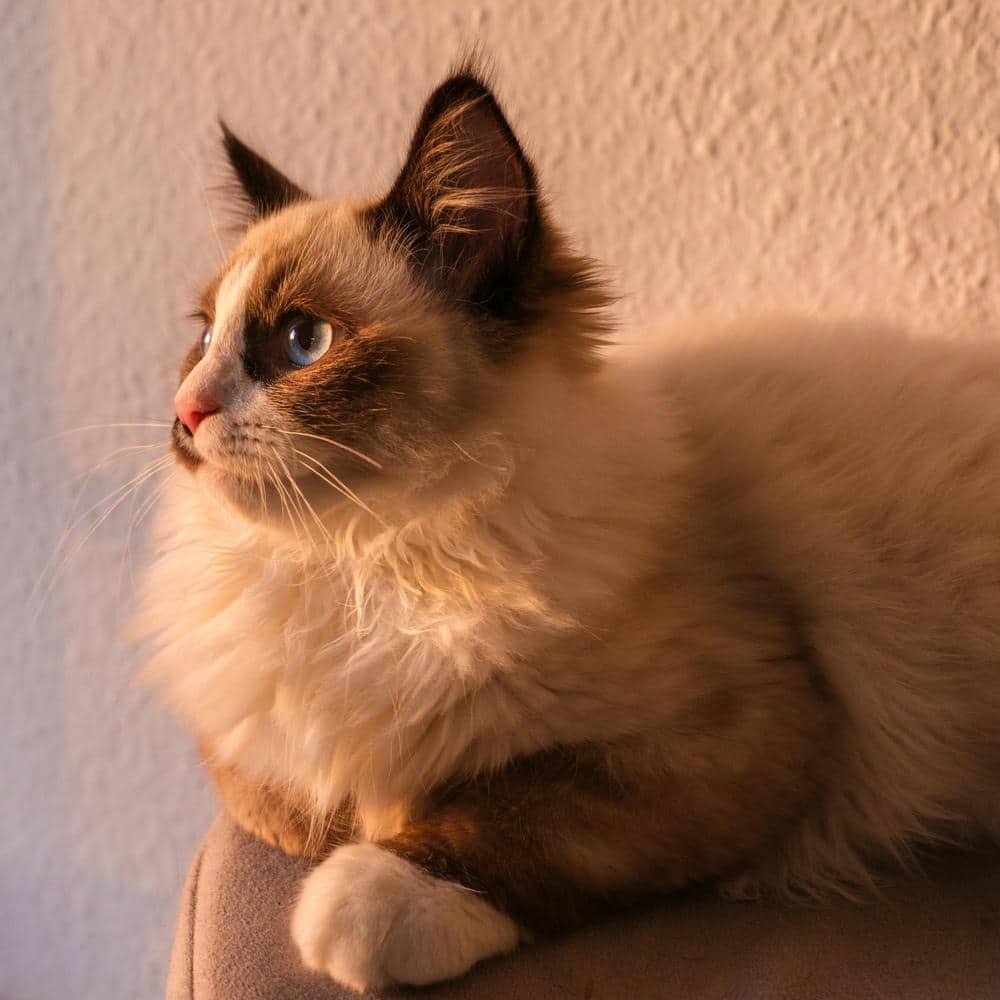 Ragdoll kat