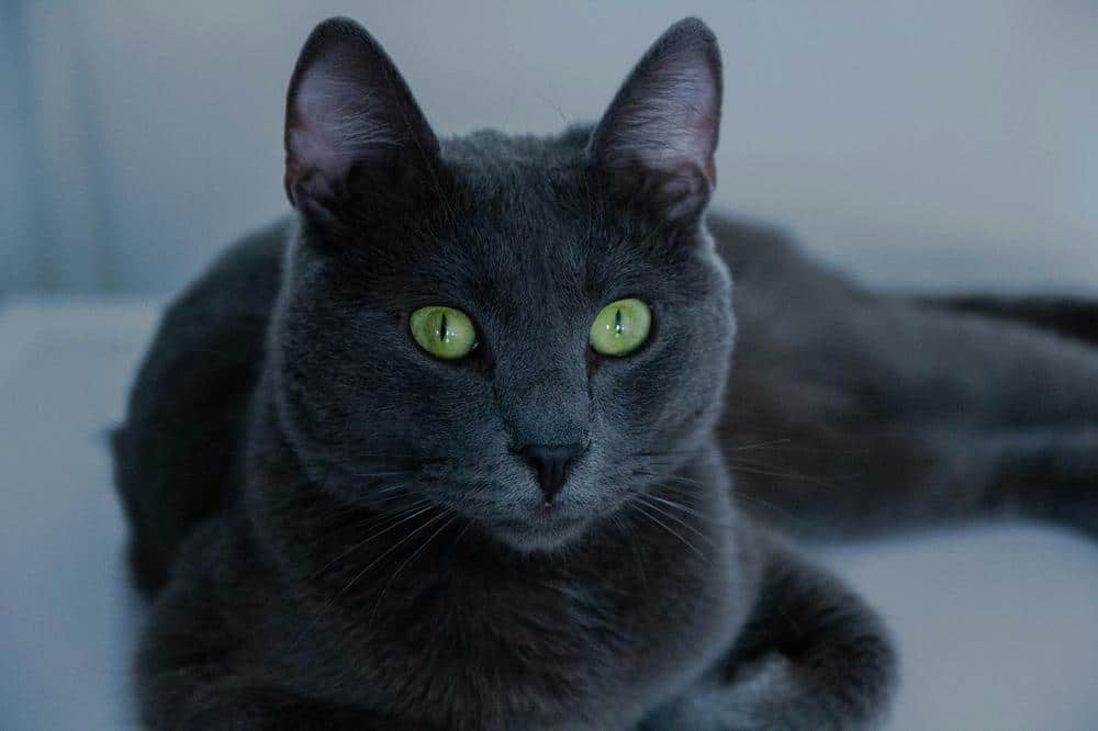 Russian Blue med mørk pels og grønne øjne