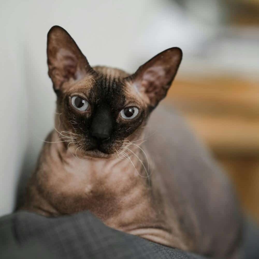 Peterbald kat