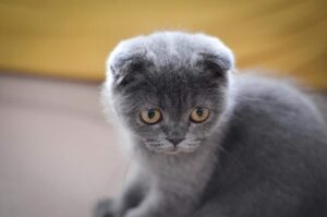 Scottish fold
