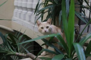Singapura kat