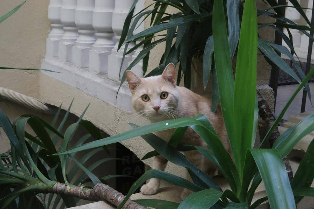 Singapura kat