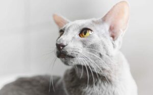 Orientalsk langhåret kat
