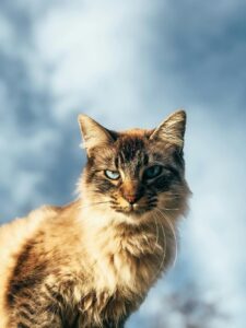 Kurilean bobtail