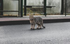 Ocicat