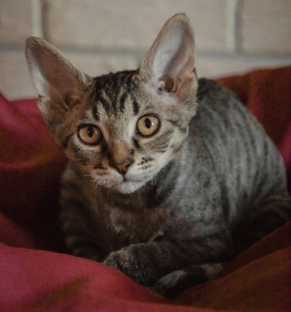 Peterbald kat
