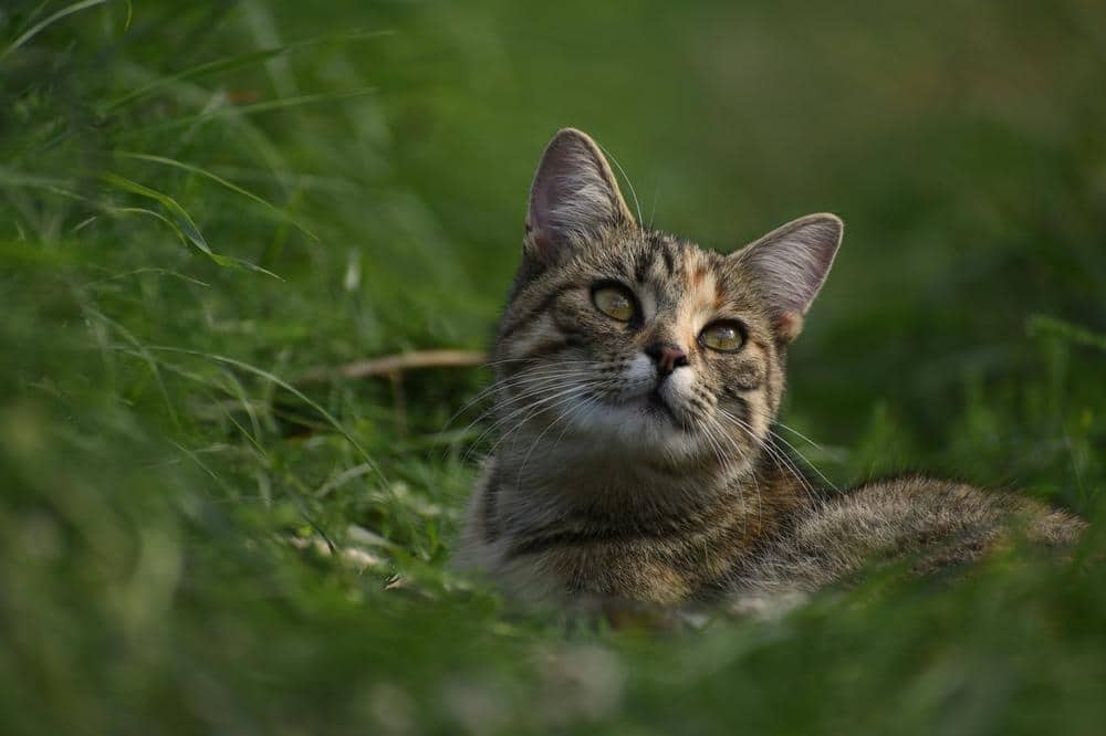Serengeti med grønbrun pels og grønne øjne i naturen