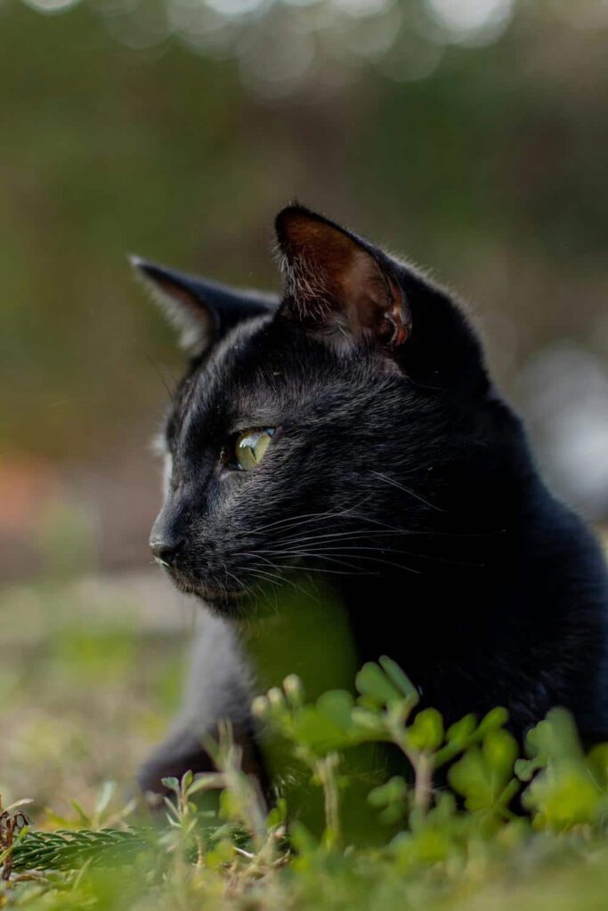 York Chocolate sort pels med grønne øjne