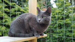 Korat kat med grå pels og grønne øjne