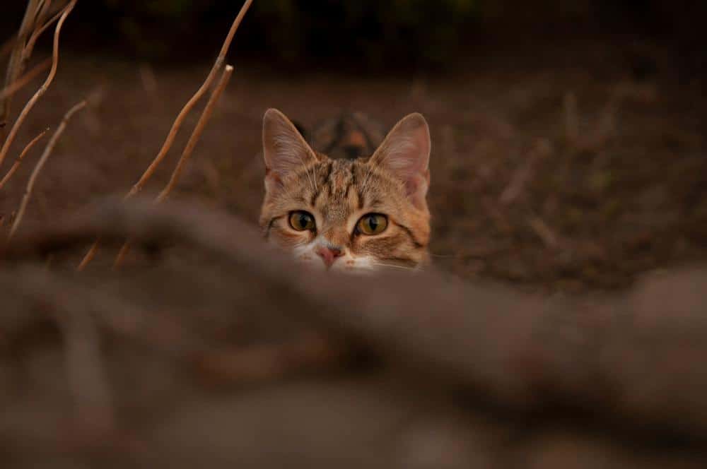 Serengeti lurer i naturen med orange pels og grønne øjne